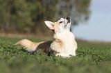 CORGI PEMBROKE 651
